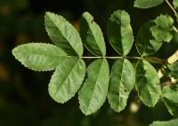 Růže převislá (Rosa pendulina)