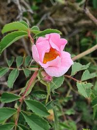Hunds-Rose (Rosa canina)