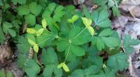 Wiesenrauten-Muschelblümchen (Isopyrum thalictroides)