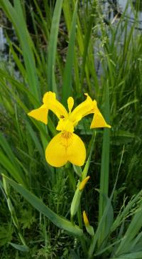 Sumpf-Schwertlilie (Iris pseudacorus)