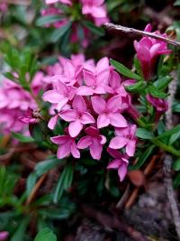 Rosmarin-Seidelbast (Daphne cneorum)