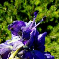 Blauer Eisenhut (Aconitum napellus)