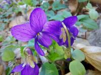 Duftveilchen (Viola odorata)