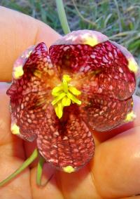 Schachblume (Fritillaria meleagris)