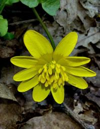 Scharbockskraut (Ficaria verna)