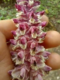 Gewöhnliche Schuppenwurz (Lathraea squamaria)