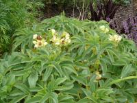 Čemeřice korsická (Helleborus argutifolius)