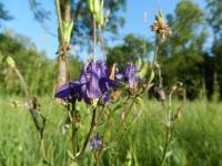 Orlíček obecný (Aquilegia vulgaris)
