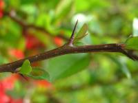 Kdoulovec japonský (Chaenomeles japonica)