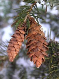 Smrk sivý (Picea glauca)