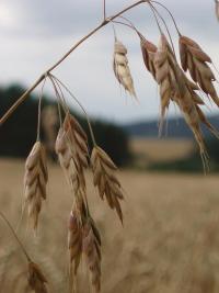 Sveřep stoklasa (Bromus secalinus)