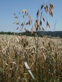 Sveřep stoklasa (Bromus secalinus)