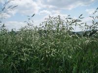 Sveřep stoklasa (Bromus secalinus)