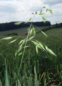 Sveřep stoklasa (Bromus secalinus)