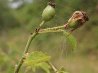 Růže malokvětá (Rosa micrantha)