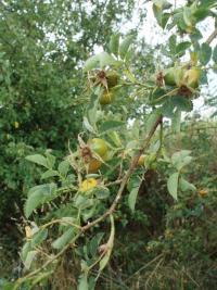 Růže podhorská (Rosa dumalis)