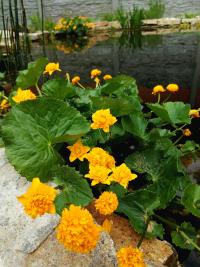 Blatouch bahenní 'Multiplex' (Caltha palustris)