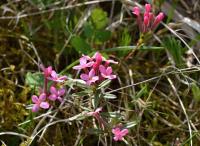 Lýkovec vonný (Daphne cneorum)