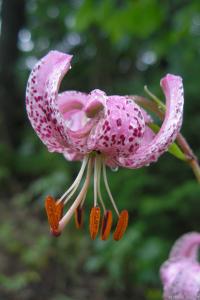 Lilie zlatohlavá (Lilium martagon)