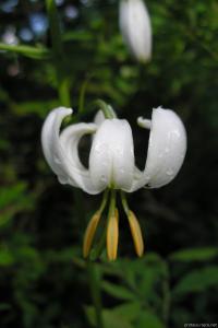 Lilie zlatohlavá (Lilium martagon)