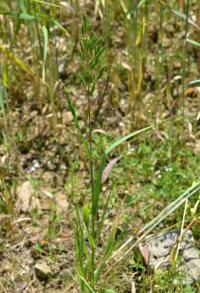 Sveřep stoklasa (Bromus secalinus)