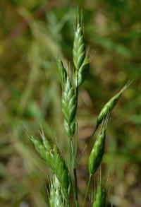Sveřep stoklasa (Bromus secalinus)