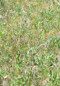 Chlupáček choholičnatý (Pilosella cymosa)