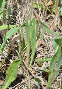 Chlupáček choholičnatý (Pilosella cymosa)