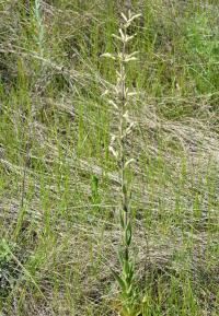 Silenka lepkavá (Silene viscosa)