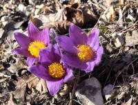 Poniklec prostredný