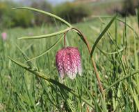 Korunkovka strakatá (Fritillaria meleagris)