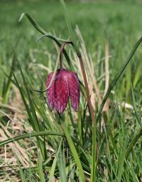 Korunkovka strakatá (Fritillaria meleagris)