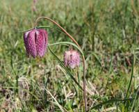 Korunkovka strakatá