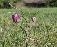Korunkovka strakatá (Fritillaria meleagris)