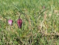 Korunkovka strakatá (Fritillaria meleagris)
