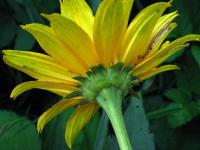 Janeba drsná (Heliopsis helianthoides)