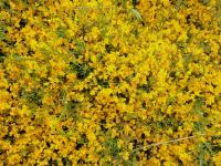 Kručinka lydijská (Genista lydia)