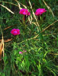 Hvozdík vousatý (Dianthus barbatus)