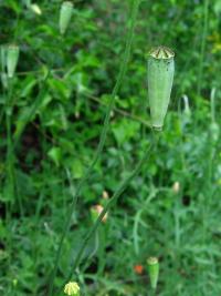 Mák pochybný (Papaver dubium)