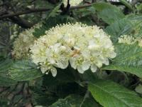Jeřáb Mougeotův (Sorbus mougeotii)