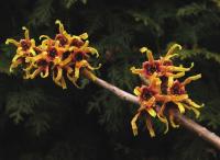 Vilín prostřední (Hamamelis x intermedia)