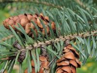 Smrk sivý (Picea glauca)