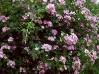 Růže štětinatá - habitus v květu (Rosa setigera)