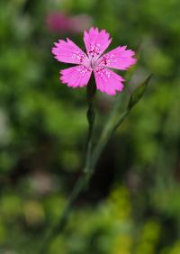 Hvozdík kropenatý (Dianthus deltoides)