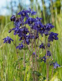 Orlíček obecný (Aquilegia vulgaris)