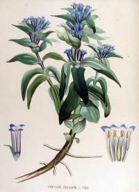 Gentiana cruciata