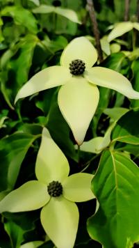 Svída japonská (Cornus kousa)