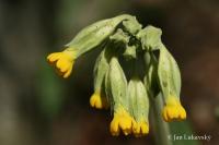 Prvosenka jarní (Primula veris)