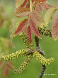 Ořešák královský (Juglans regia)