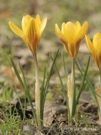 Šafrán zlatý (Crocus chrysanthus)